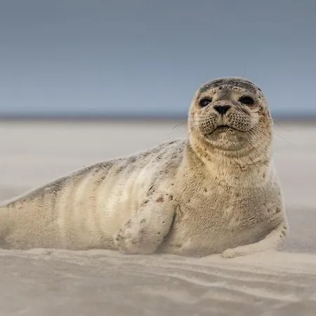 Hamac Chic Vue Mer. Berck