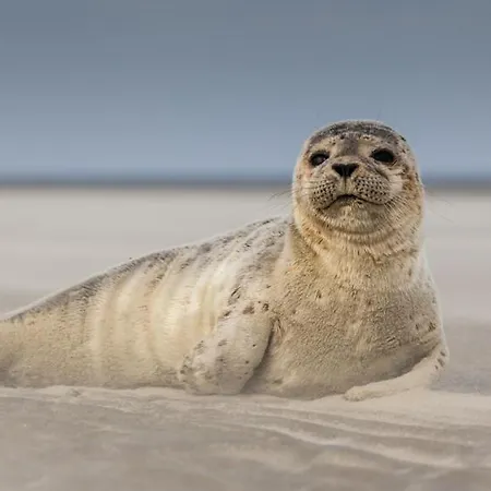 Hamac Chic Vue Mer. דירה *